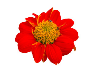 Beautiful orange flowers