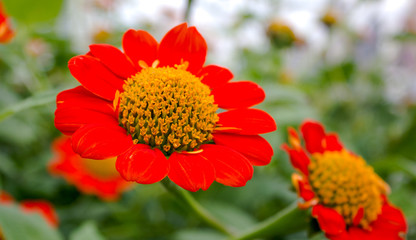 Beautiful orange flowers