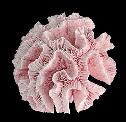 coral isolated on black background © Dmitry