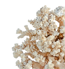 coral isolated on white background © Dmitry