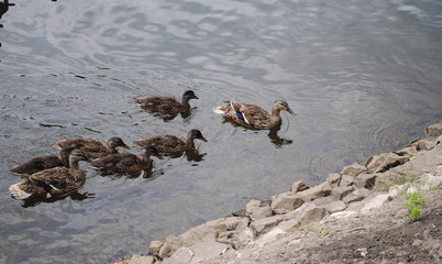 ducks in the water