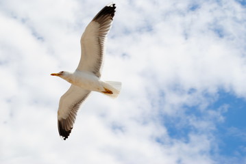 seagull in flight