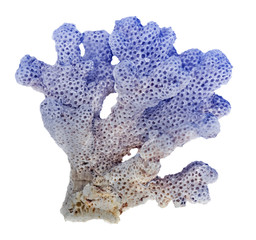 coral isolated on white background © Dmitry