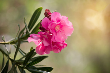 Pink oleander flower on the tree with soft sunlight in the morning