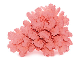 coral isolated on white background © Dmitry