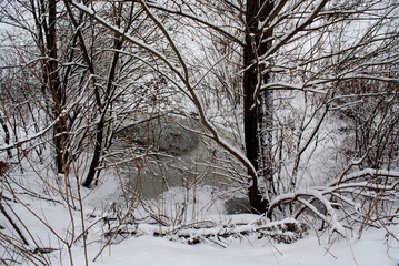 a frozen puddle in a forest