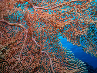 Underwater wide angle closeup photography of a sea fan (Pulau Bangka, North Sulawesi/Indonesia)
