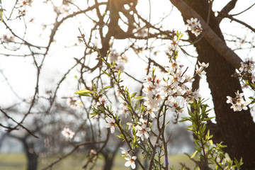 Floración de invierno