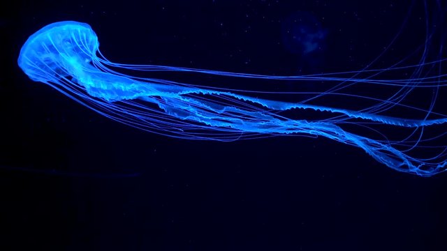 4K. a group of fluorescent jellyfish swimming in an aquarium pool. transparent jellyfish underwater shots with a glowing jellyfish moving in the water. marine life wallpaper background.
