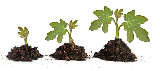 Saplings on white background