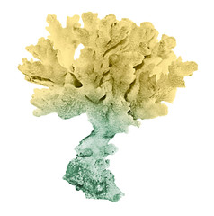 coral isolated on white background © Dmitry