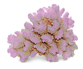 coral isolated on white background