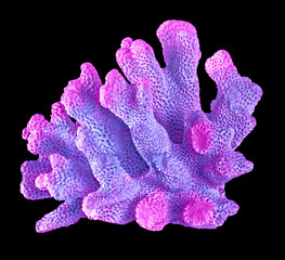 coral isolated on black background