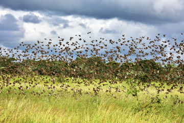 flock of red-billed quelea birds,Kruger national park,South Africa