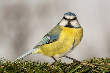 Blue tit (Parus caeruleus) on a branch of fir. Moravia. Europe.