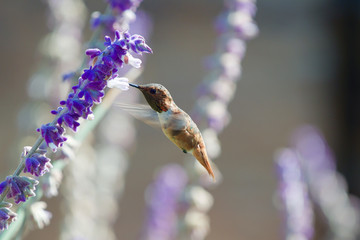 Naklejka premium Hummingbird Feeding on Nectar