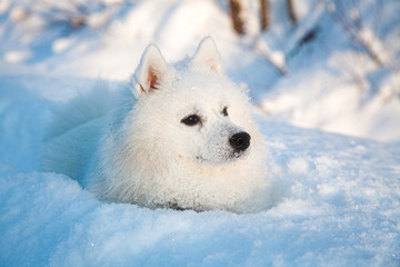 Obraz na płótnie Canvas White dog Spitz walks in winter on snow