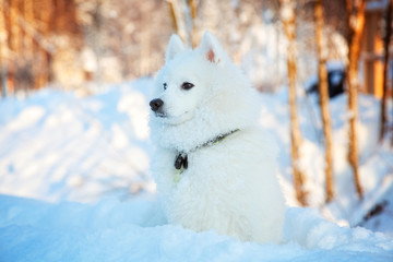White dog Spitz walks in winter on snow