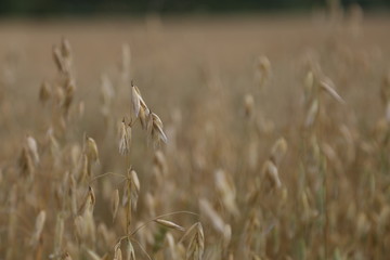 field of wheat