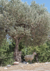 white goat stands in the shade of the olive tree