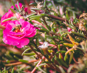 flowers in garden