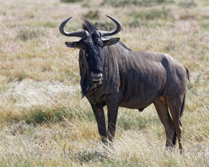 Obraz premium Male blue wildebeest portrait, Etosha National Park, Namibia.