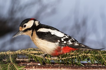  Greatspotted woodpecker (Dendrocopos major). Moravia. Europe.