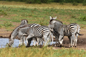 Fototapeta na wymiar herd of zebras at waterhole,Kruger national park in SOuth Africa