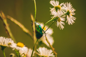 bug on flower