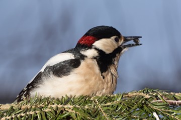Greatspotted woodpecker (Dendrocopos major) on branch of fir.Moravia. Europe.