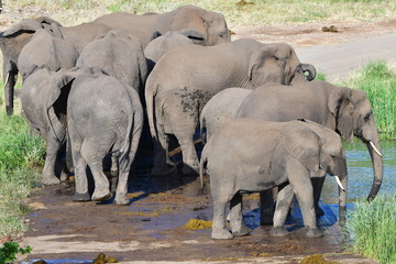 herd of elephants drinking from bridge,river Tsendze in Kruger national park,
