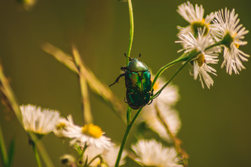 beetle on a flower