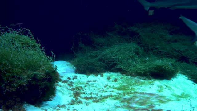Large shark swims past viewer