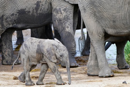 cute 2 weks old young elephant,Tsendze river,Kruger national park,South Africa