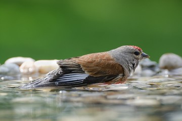  Linnet, Carduelis cannabina, male, in the water. Moravia. Europe.