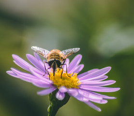 bee on flower