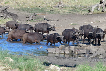 herd of buffalo in waterhole,Kruger national park in South Africa