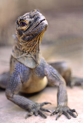 Philippine sailfin lizard (Hydrosaurus pustulatus)