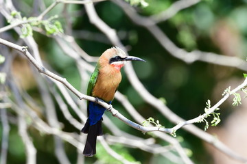 white fronted bee eater,Kruger national park,South Africa