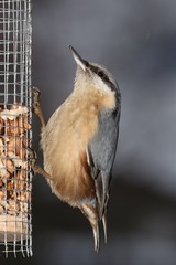 Nuthatch ( Sitta europae ) on a feeder with walnuts. Moravia. Europe.