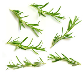 Fototapeta premium Rosemary collection isolated