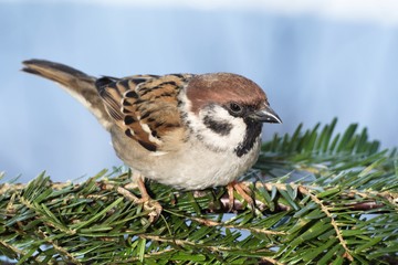 Tree sparrow (Passer montanus). Moravia. Europe.