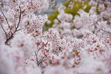 桜のクローズアップ
