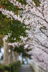 桜並木