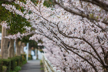 Cherry blossom row