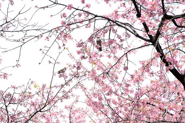 安行桜とヒヨドリ