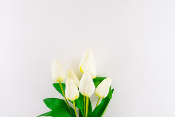 White bouquet of tulips on white background.