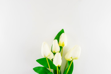 White bouquet of tulips on white background.