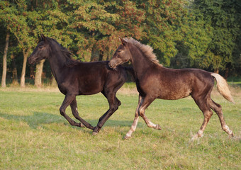 Obraz premium Couple of cute foals friendly play on a autumn meadow