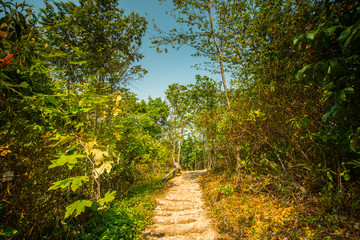 Into the summer forest.